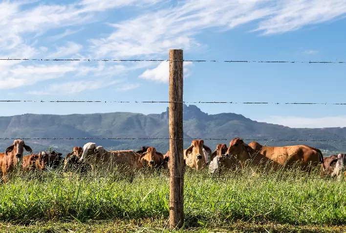 Cinco itens para observar na hora de cercar a propriedade. Uso arame liso ou farpado?