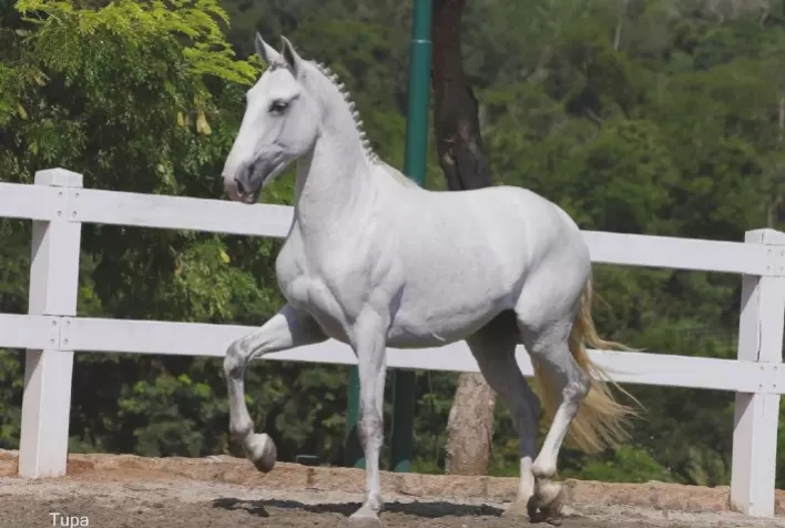 Leilão Oficial ABPSL movimenta o mercado do cavalo Lusitano