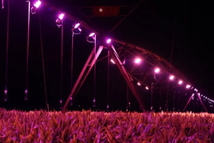 Uso de iluminação artificial na lavoura pode aumentar produtividade