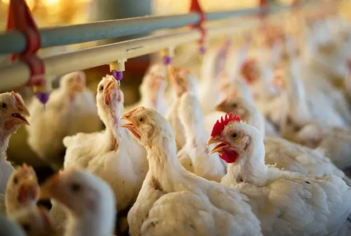 Em São Paulo, frango vivo está agora cotado por valor inferior ao de Minas Gerais