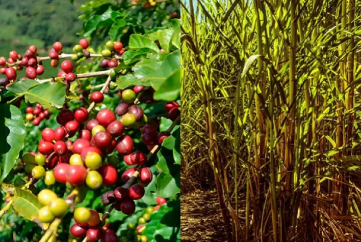 Com projeção de melhores safras, café e cana-de-açúcar podem ter queda de preço