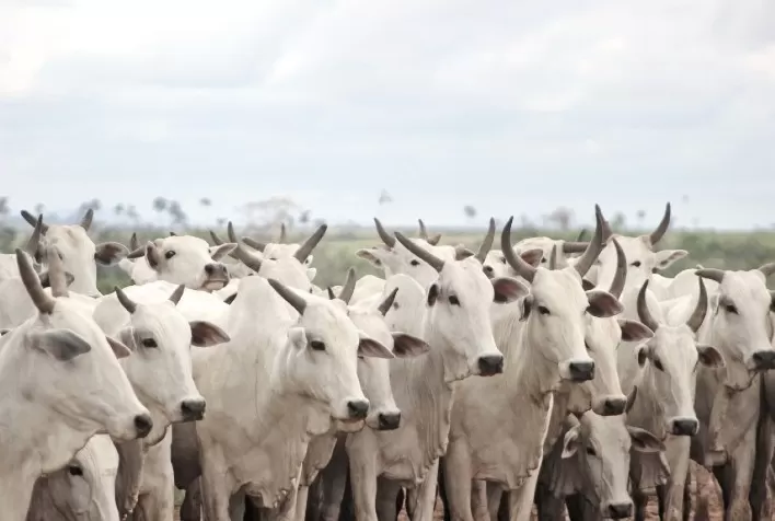 Esta é a última chance de recuperar o escore corporal de vacas de forma barata antes da estação de monta