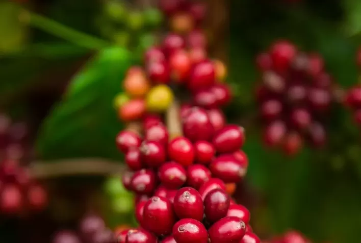 Segundo a Conab, a produção estadual de café será de 26,9 milhões de sacas para 2022