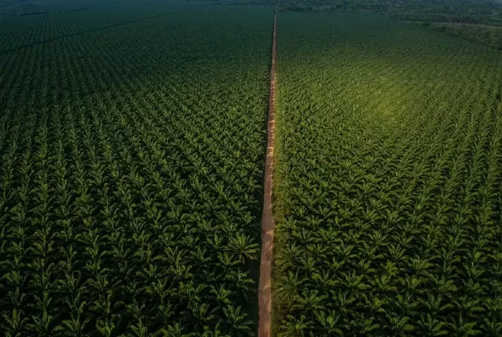 Agropalma endossa pedido de fundo de proteção de US$ 9 bilhões para florestas