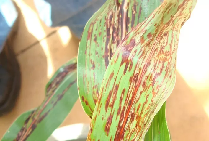 Mosaico do Agronegócio debaterá sustentabilidade e inovações no setor