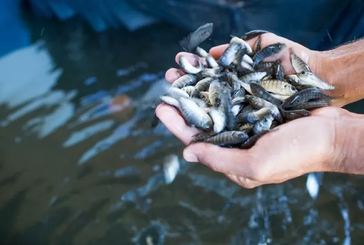 Phibro Saúde Animal debate consolidação do Brasil como grande player do pescado durante a Aquishow