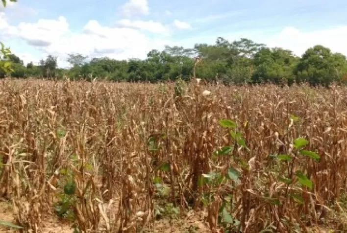 Minas Gerais terá recorde de beneficiados pelo Garantia-Safra
