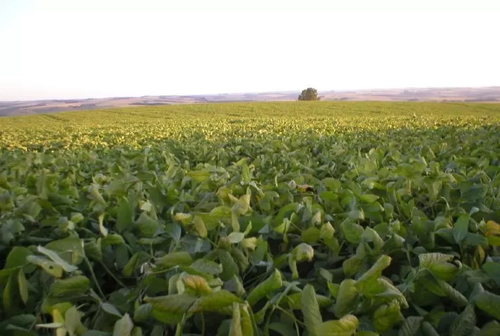 Novo software avalia fertilidade e equilibra adubação em sistemas de produção de soja