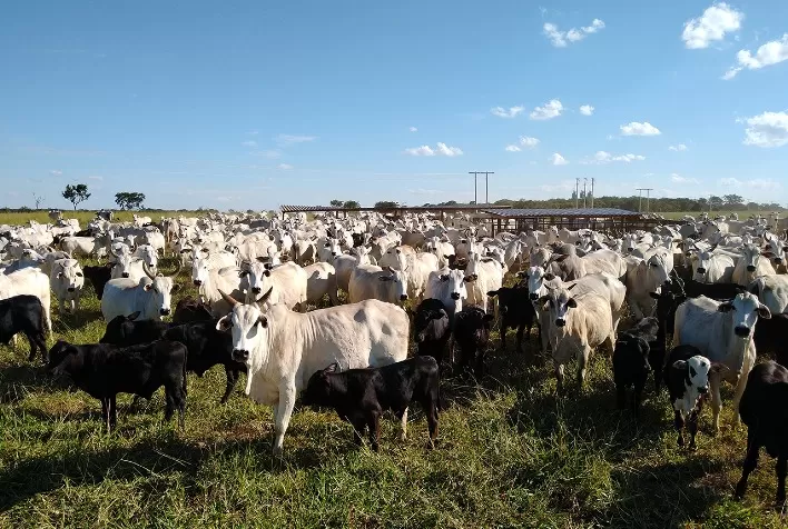 A importância do zinco na nutrição dos bovinos