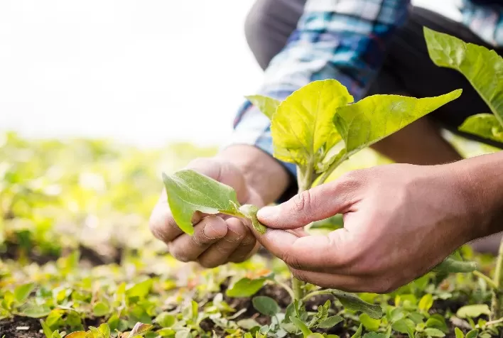 Dispara inflação, mas fertilizantes e defensivos seguem firmes