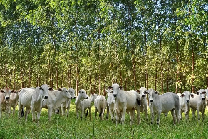 Projeto apoiado pelo REM MT busca sustentabilidade da soja e pecuária no Médio Norte de MT