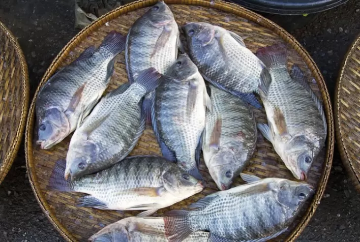 Pescado brasileiro busca espaço no mercado muçulmano