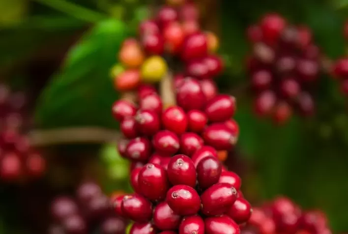Sabor da Colheita: população poderá colher cafés do maior cafezal urbano do mundo