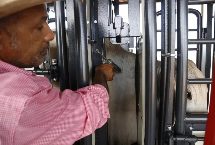 Contenção individual garante rentabilidade e segurança ao manejo de vacinação contra aftosa
