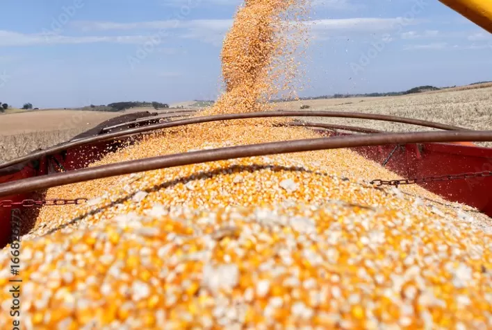 Mais 5,5 mil t de milho destinadas ao ProVB no RN