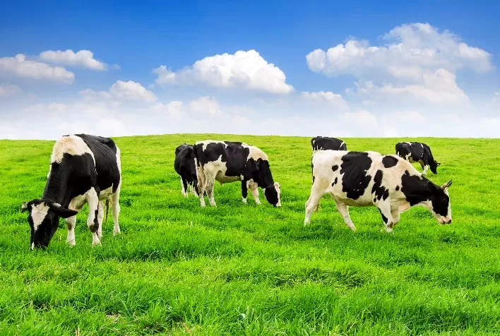 VetBR alerta produtores de gado de leite para 5 doenças que ameaçam o rebanho