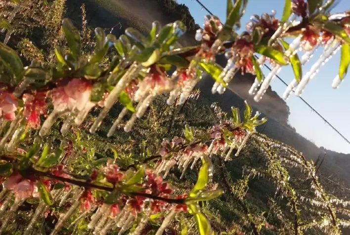 Estudo mostra que altas temperaturas podem afetar o desempenho de árvores cítricas