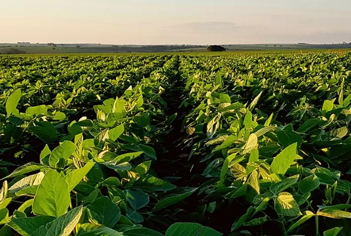 Aprosoja/MS identifica avanço na qualidade dos fertilizantes utilizados na soja