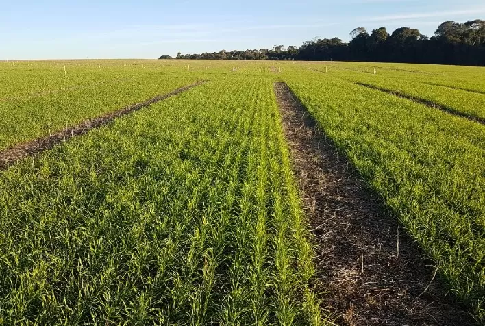 Baixas temperaturas foram benéficas para o trigo no PR