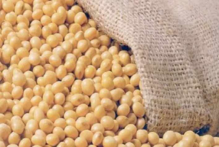 Produtores registram mais de 100 sacas de soja na primeira colheita comercial de Intacta2 Xtend