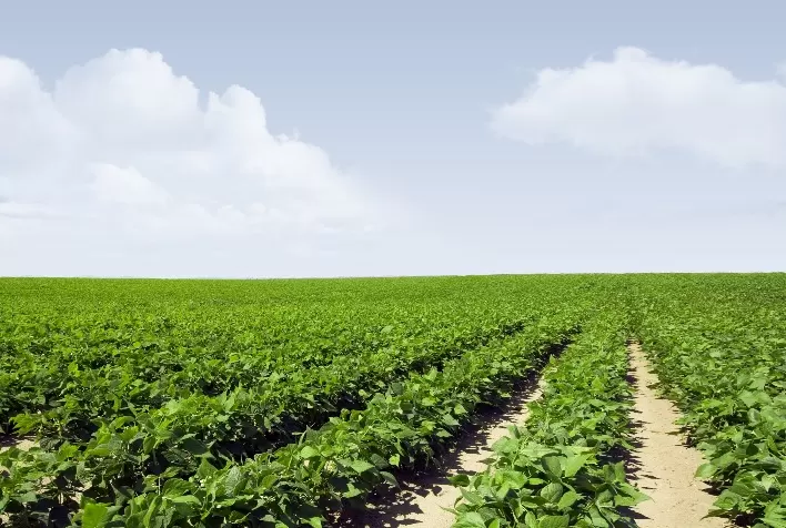 Desafio de Produtividade da IHARA evidencia fatores importantes para alta na produção de feijão