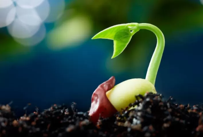 Vai faltar feijão: Hora de plantar?