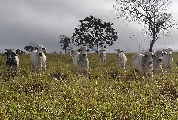 Final das águas: a segunda janela de oportunidade para uma safra bovina produtiva