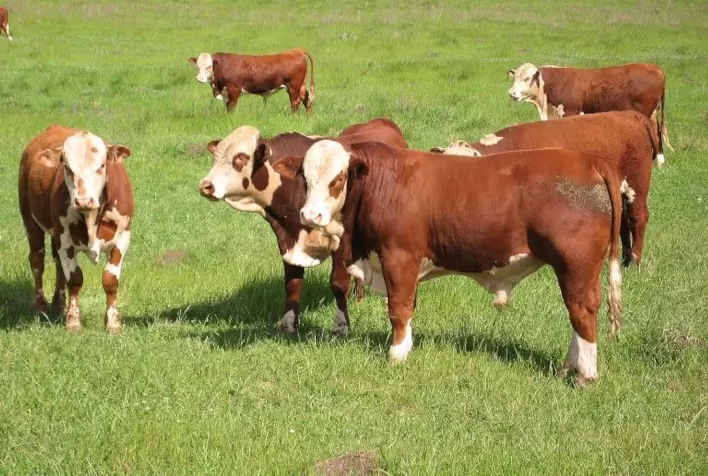 "Vendedor de touros tem de ser um encantador de pessoas", entende o novo gerente comercial da Agropecuária Jacarezinho