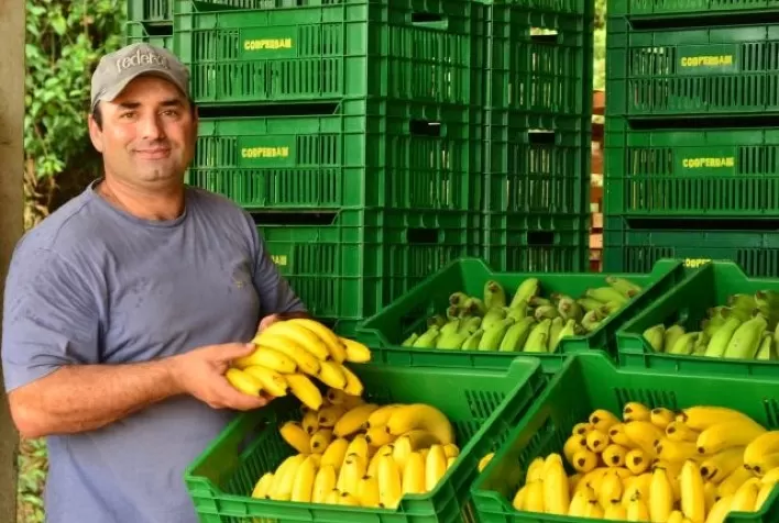 Produção de banana se recupera em SC e deve ser 50% maior em comparação a 2021