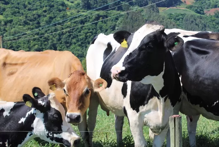 Cresce a concentração na produção de leite em SC