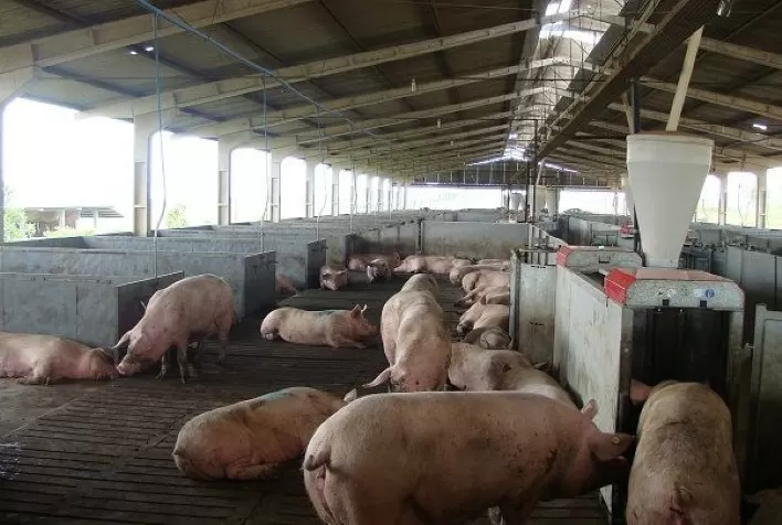Desempenho do suíno, na granja, na 21ª semana de 2022