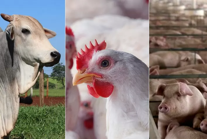 Evolução de preço do frango, boi e suínos vivos, do milho e do farelo de soja em maio e em 2022