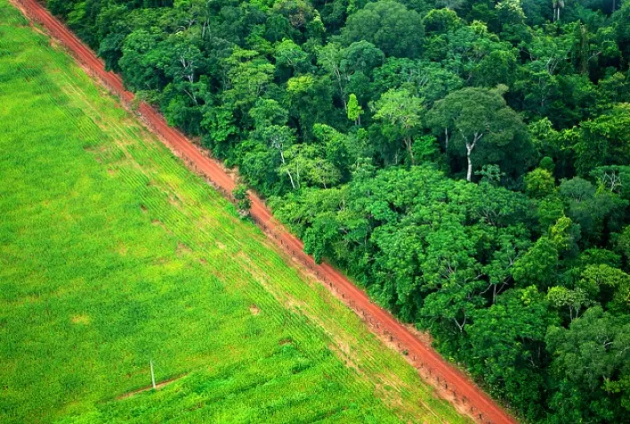 Governos estaduais descumprem lei de acesso à informação na implementação do Código Florestal em seus territórios