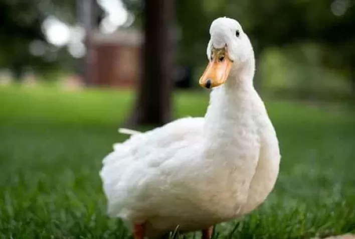 Traiding fecha acordo para exportar carne de pato brasileira a países do Oriente Médio