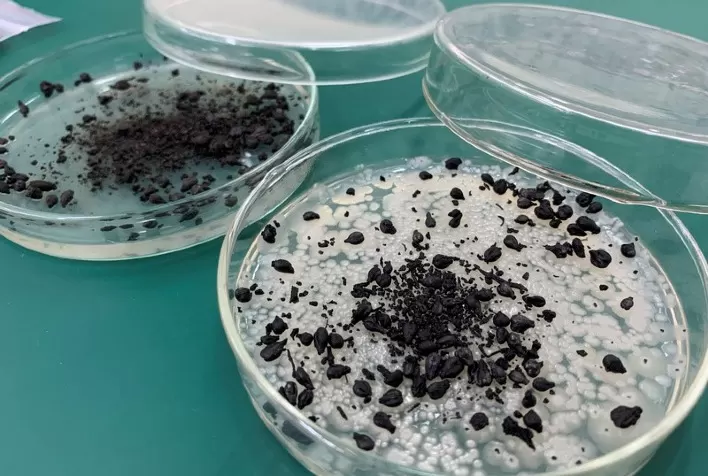 Adubo com biotecnologia pode potencializar efeitos de fertilizantes e reduzir custos de produção