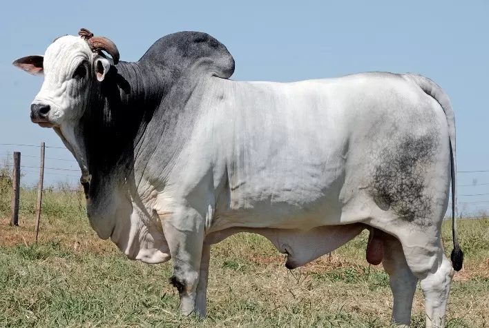 Nelore JOP vende 164 animais com genética indiana pura para 48 criadores de 11 estados