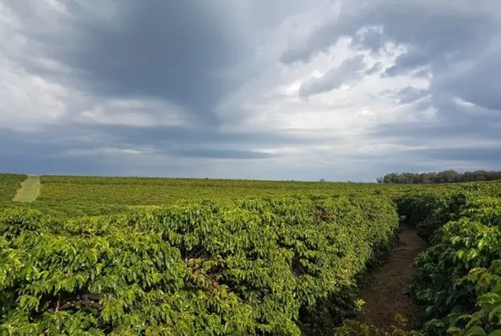 CNA apresenta ações em prol da sustentabilidade do café