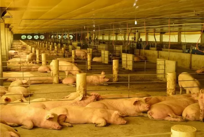 BRF avança em compromisso de Bem-Estar Animal com gestação coletiva de suínos