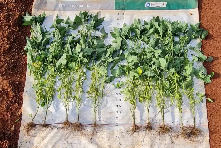 Indutores de resistência são produtos indispensáveis no desenvolvimento das defesas naturais da planta