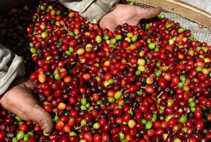 Café retoma negociações em Nova York com desvalorização e clima deve manter volatilidade nos preços