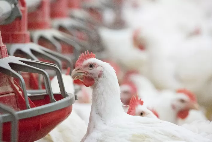 05 pontos de atenção para uma melhor nutrição das aves