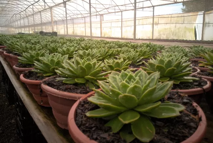 Setor de flores se prepara para estiagem com investimentos em captação de água