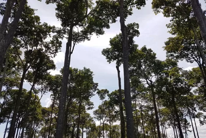Recomendação de espaçamento da castanheira melhora produção de madeira em plantios