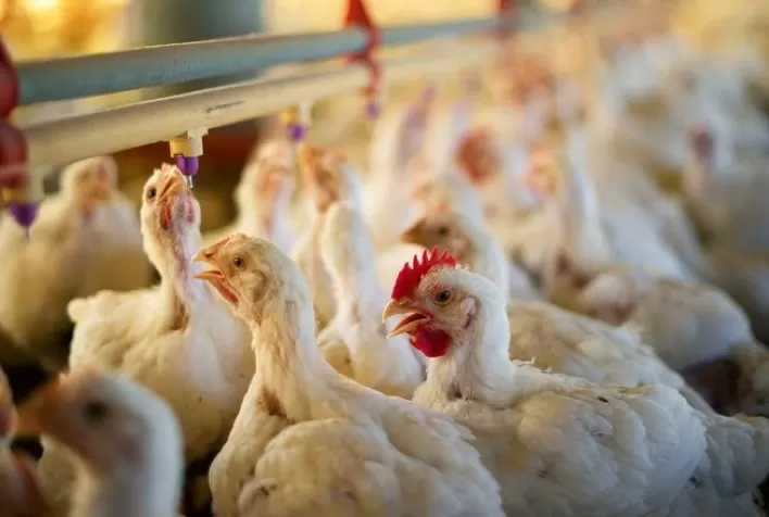 Desempenho do frango vivo em maio e nos cinco primeiros meses de 2022