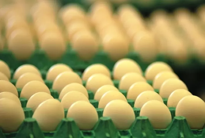 Desempenho do ovo em maio e nos cinco primeiros meses de 2022