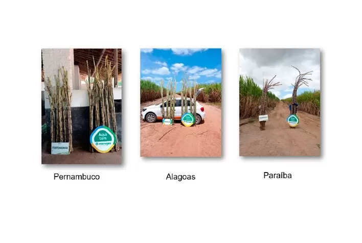 Manejo com biológico alcança média de R$ 1.600/ha de ganho em cana-de-açúcar no Nordeste