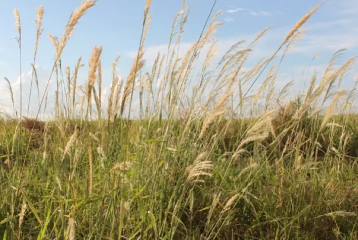 Mesa redonda debate resistência de plantas daninhas a herbicidas