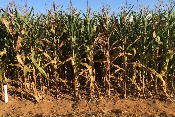 Cigarrinha do milho está presente na maior parte das lavouras de Mato Grosso