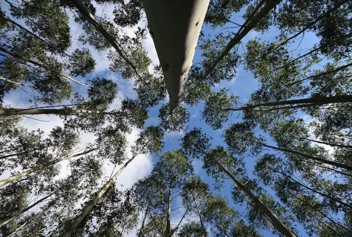 Crédito de carbono: entenda como vai funcionar o Mercado Brasileiro de Redução de Emissões