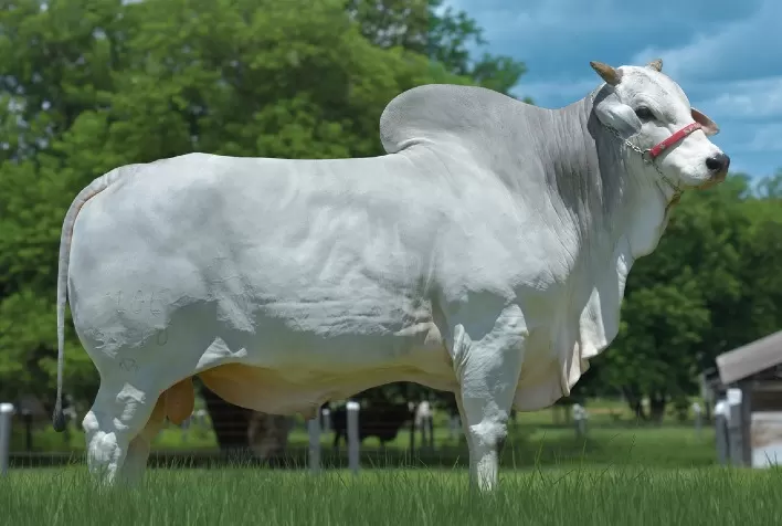Semex Brasil apresenta novidade para a próxima estação de monta durante Dia de Campo da Fazenda Elge